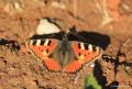Aglais urticae (Aglais)